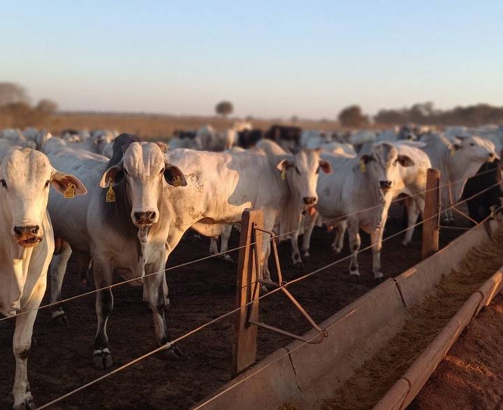 Como a China move o agro e o minério do Brasil