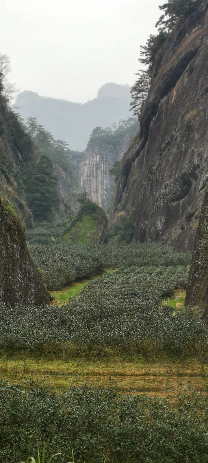 China e o chá: a cultura de 5.000 anos e o chá como negócio