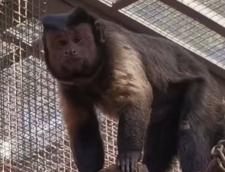O macaco de rosto quadrado que virou estrela num zoológico na China