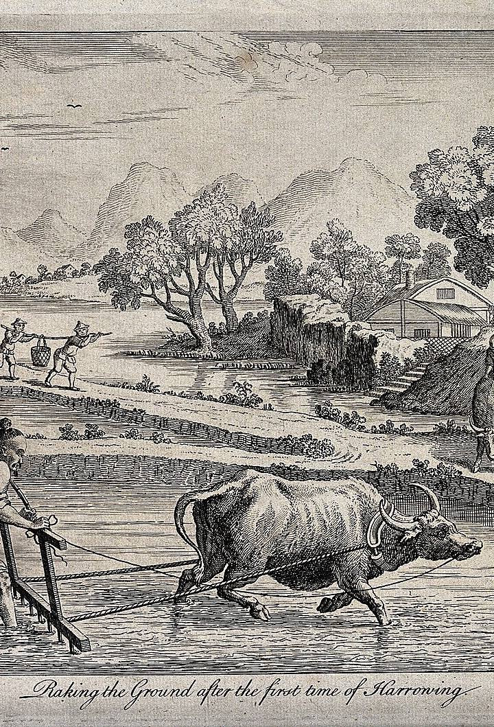 A China trata comida como segurança nacional