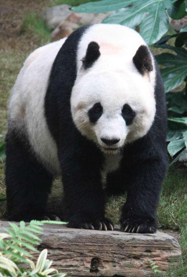 Diplomacia do panda: a arma de poder brando da China
