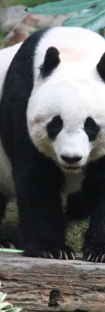 Diplomacia do panda: a arma de poder brando da China