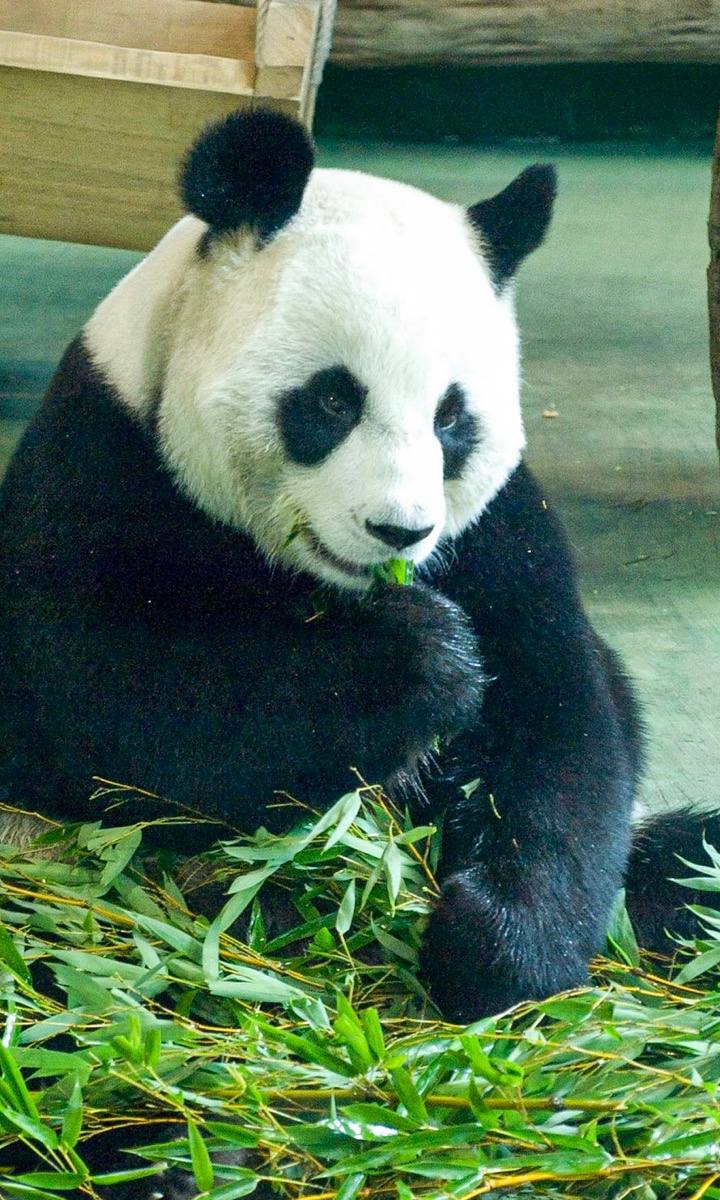 A diplomacia do panda: por que TODO panda do mundo pertence à China